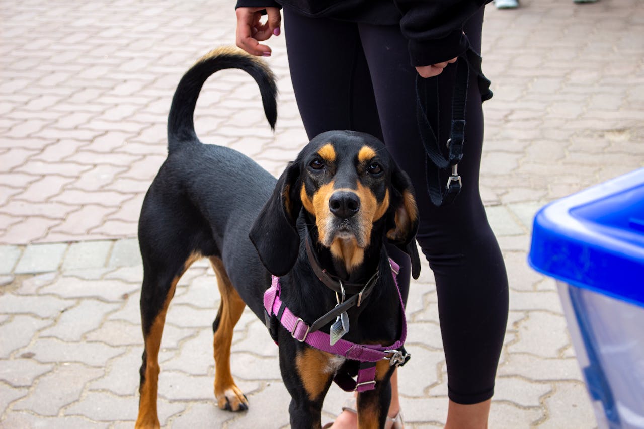 Black and tan dog on a leash standing on paved surface in Whistler, BC.