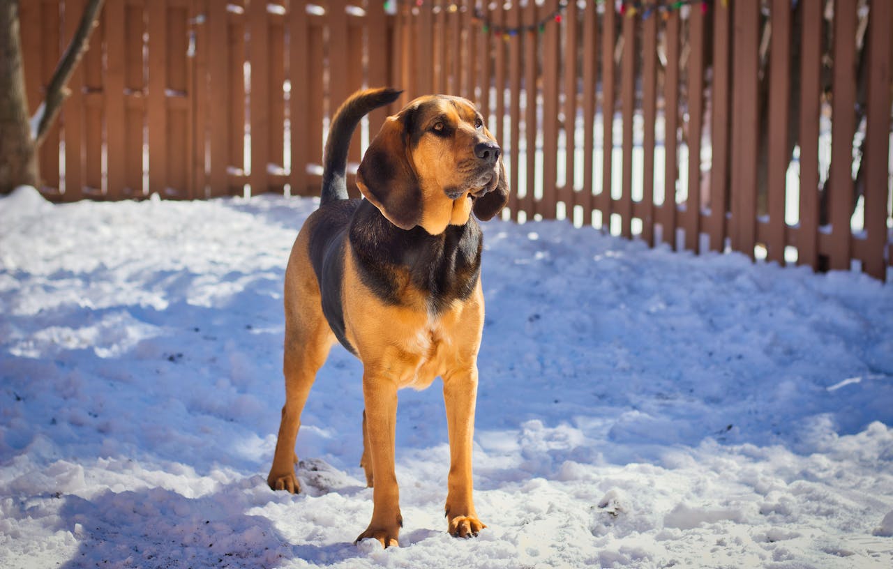 Majestic bloodhound dog standing on snow covered ground in a fenced yard during winter.